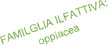 FAMILGLIA ILFATTIVA:
oppiacea